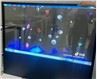 Wiri OLED trasparenti